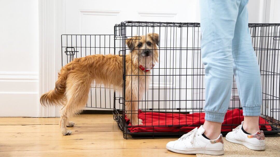 Building a puppy outlet pen